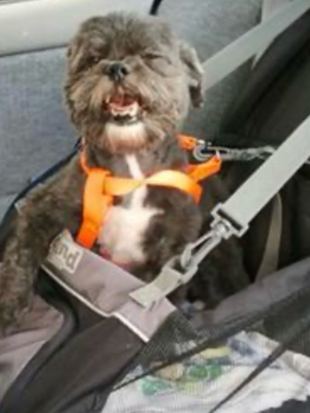 Outward Hound Car Seat Small Dog Booster Adjustable Easy Attach Black Grey